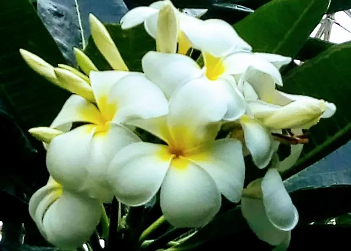 Millionaire Tropical Paradise Penthouse Royal Palm アパート